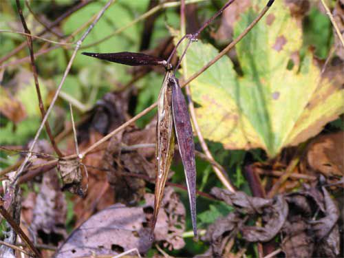 イケマの実はじける