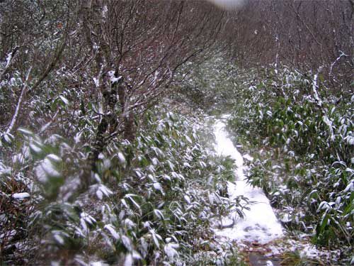 木道の雪