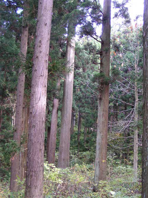 里山の杉