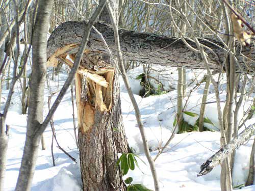 雪の重みで