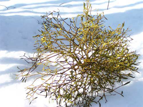 やどりギも落下