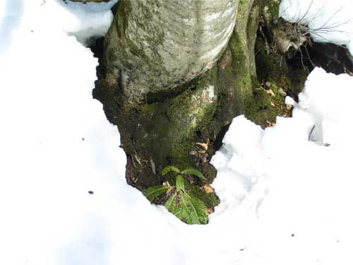 束の間の小春日和