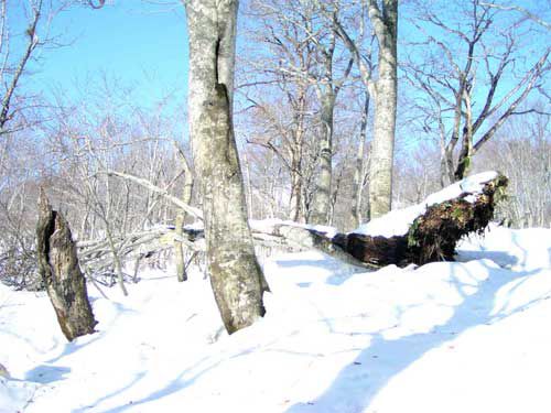 倒木　1