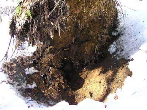 パックリ根穴が