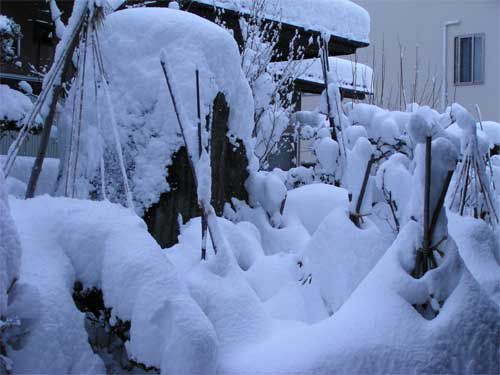 雪吊りも雪の中