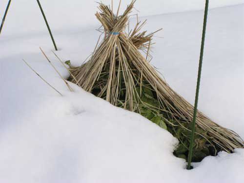 雪室