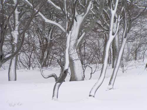 雪原