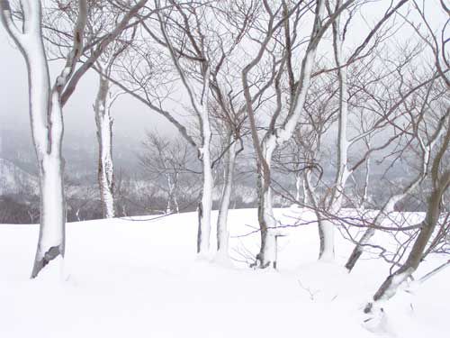 雪原の東南端