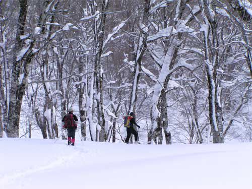 ゴガラミノ森　1