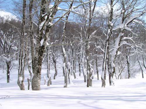 ゴガラミノ森　2