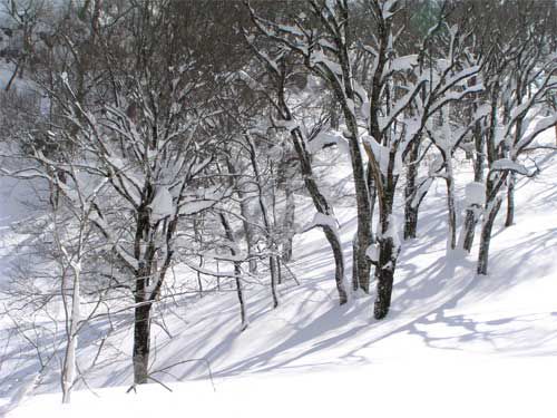 ゴガラミノ森　3