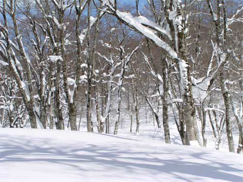 森の影映る白銀　1