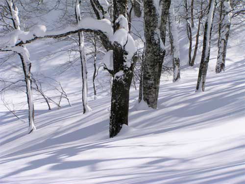 森の影映る白銀　2