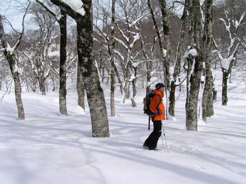 息子の立つ原生林