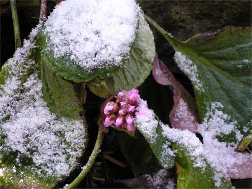 雪割草