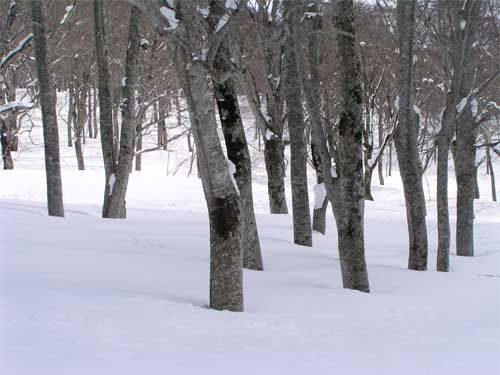 ブナ林と雪