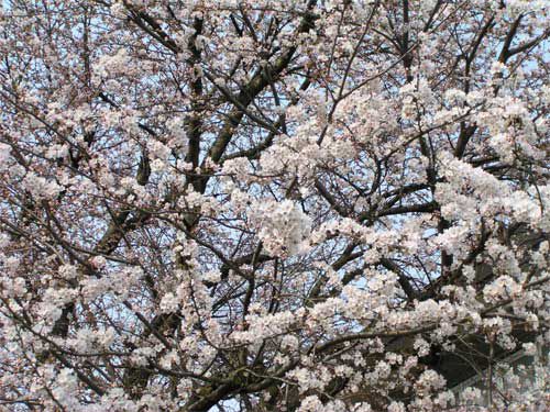 山形市立第七小学校の桜