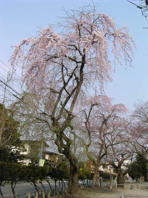 七小学校のしだれ桜