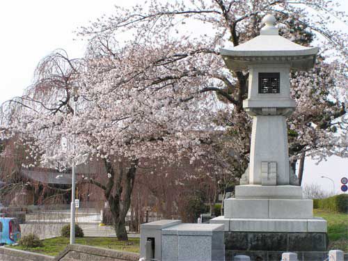 護国神社の桜