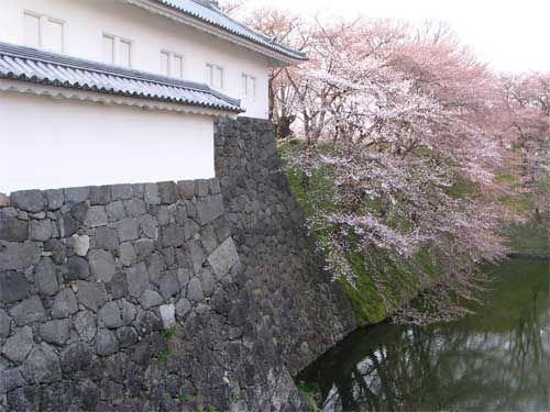 霞城公園の桜　1