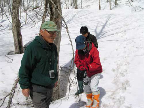 サワグルミの冬芽観察