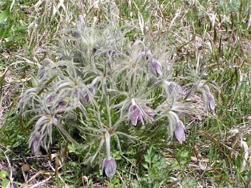 オキナグサ　34