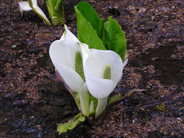 5月の水芭蕉