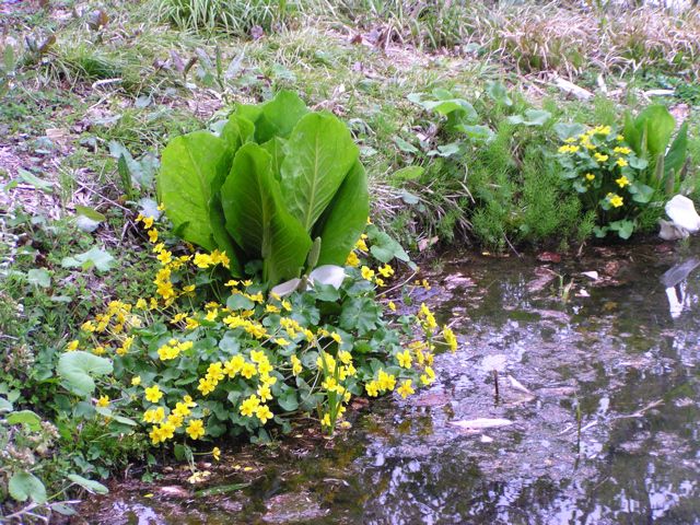 月山荘裏のリュウキンカ