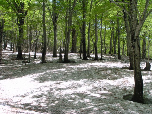 月山山麓