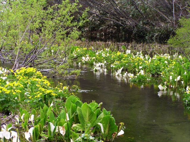 リュウキンカ広場 2