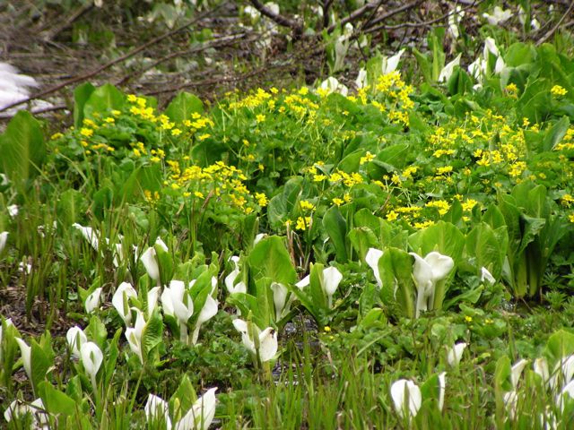 リュウキンカ広場 3