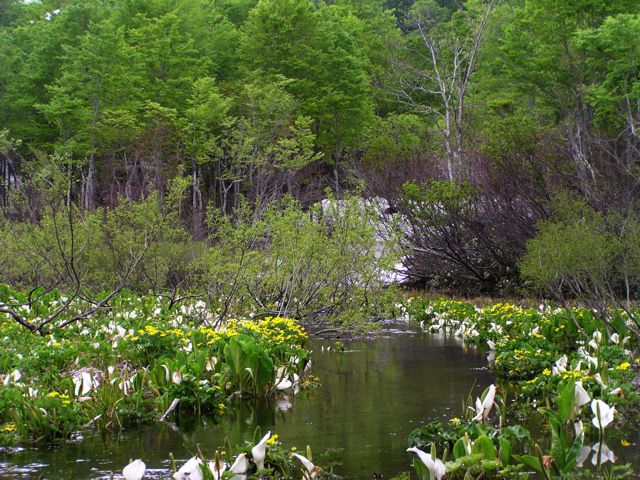 リュウキンカ広場 4