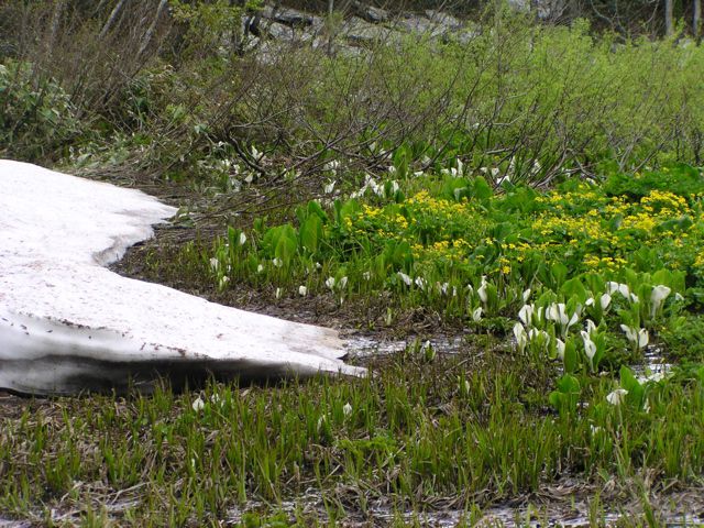 リュウキンカ広場 5