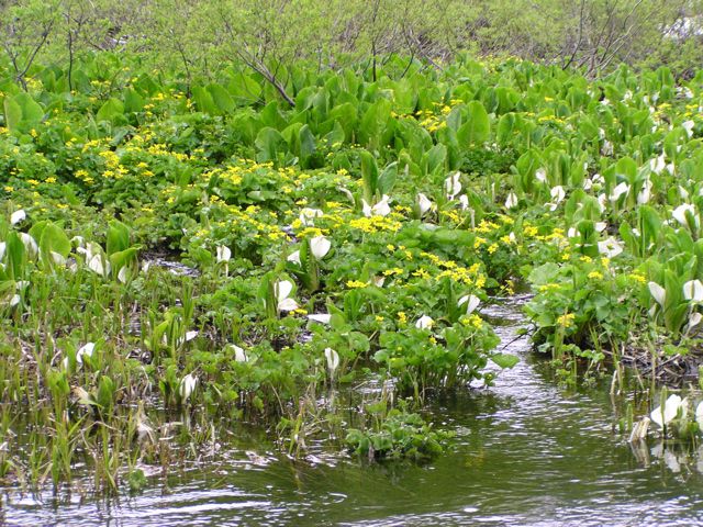 リュウキンカ広場 6