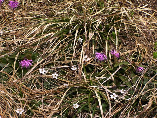 ショウジョウバカマ