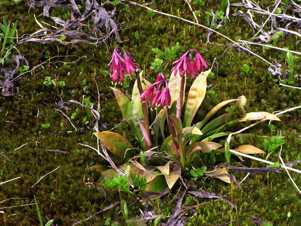 色濃くショウジョウバカマ