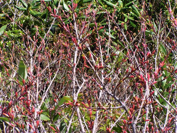 ミネザクラ冬め