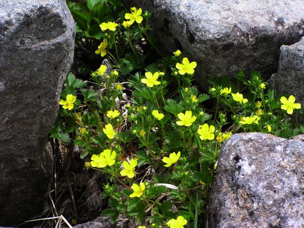 ミヤマキンバイ
