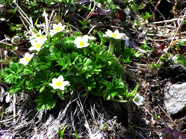 ハクサンイチゲ(きんぽげ科)　2