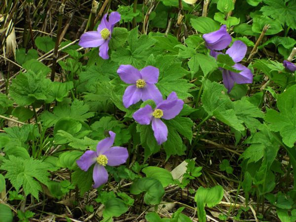 シラネアオイ　3