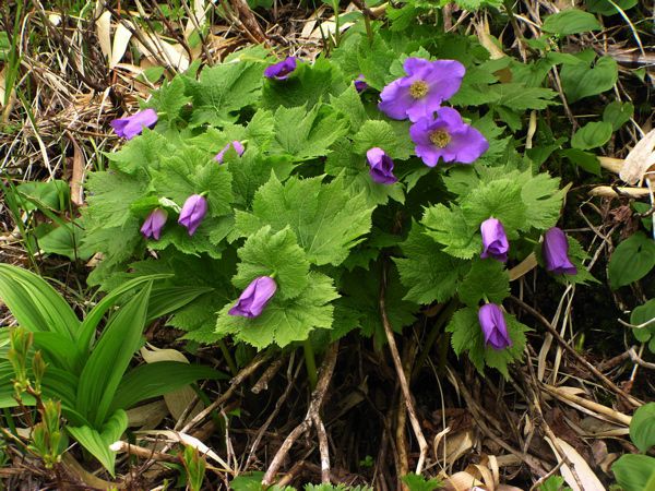 シラネアオイつぼみ