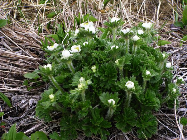 ハクサンイチゲ(きんぽげ科)　のつぼみ