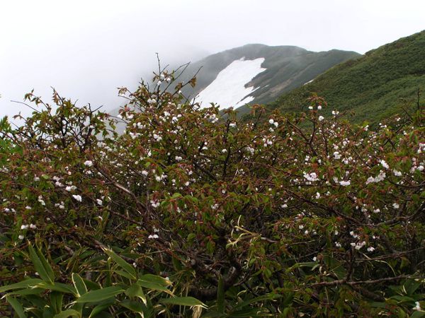 残雪をバックに