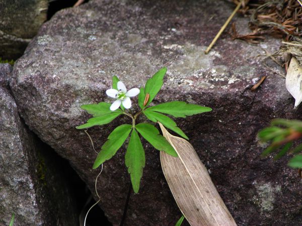 ヒメイチゲ(きんぽうげ科)