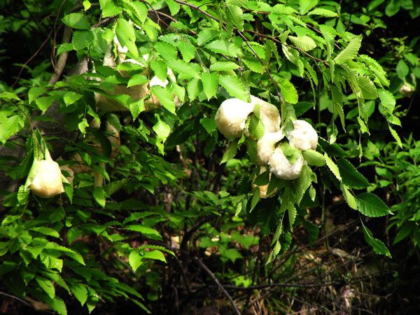 弓張平のモリアオガエルの卵塊