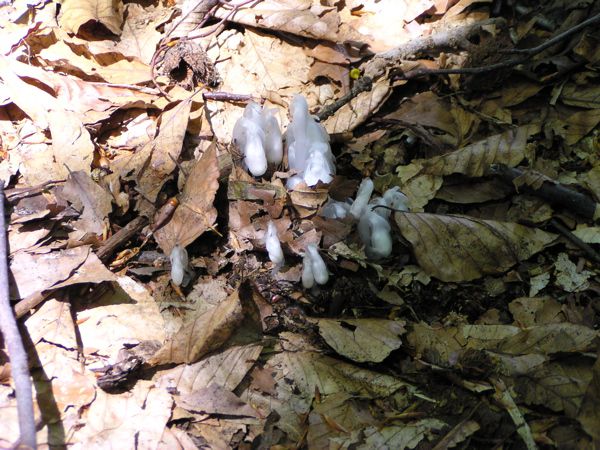 ギンリョウソウ