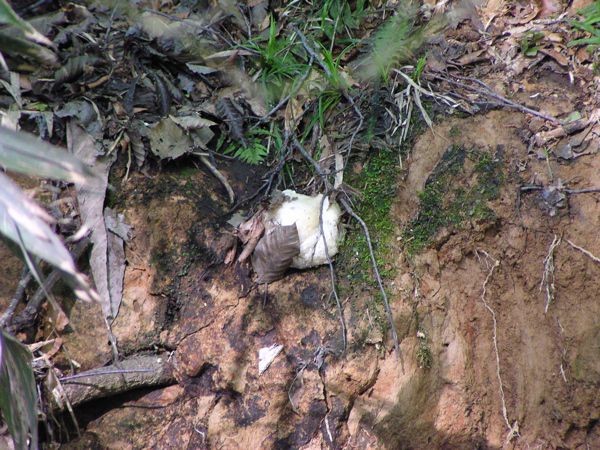 園内のモリアオガエルの卵塊