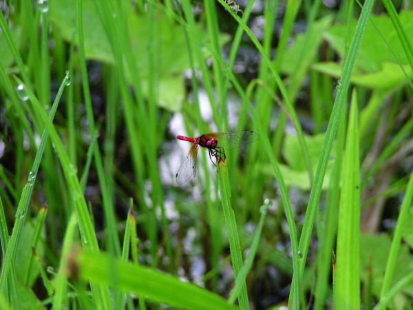 ハッチョウトンボ