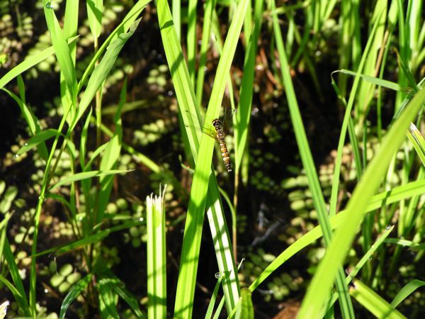 ハッチョウトンボ♀　