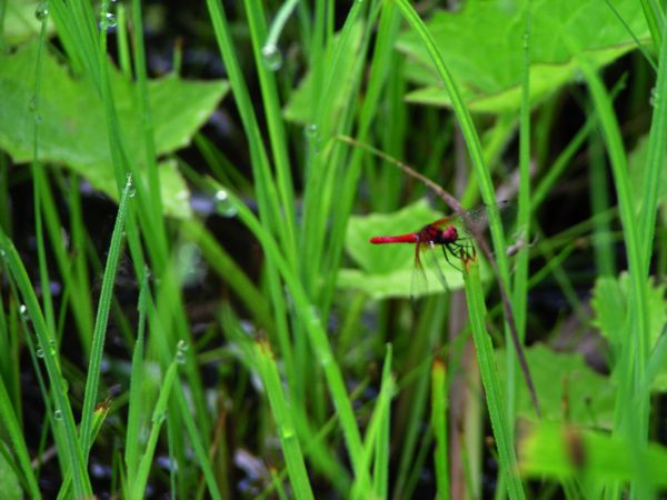 ハッチョウトンボ♂　2